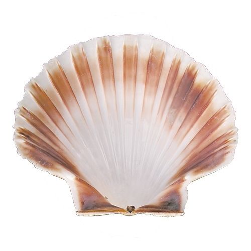 EMGA Coquille sint jacobsschelp