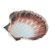 EMGA Coquille sint jacobsschelp